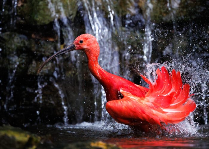 Fotoworkshop Vogelfotografie im Vogelpark Walsrode