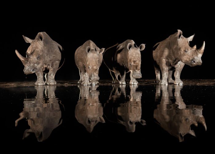 Fotoreise Südafrika – Tierfotografie in Zimanga