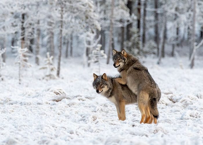 Fotoreise Finnland - Wölfe im Winter